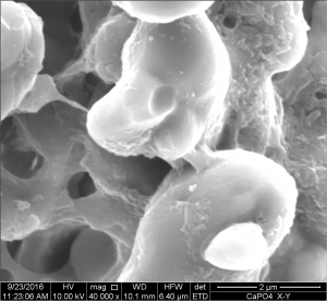 High-resolution images (40000X) of fractured Calcium Phosphate bars after sintering.